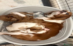 Cavapoo dogs for sale: Adorable F1b Cavapoos  - Image 3