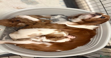 Cavapoo dogs Adorable F1b Cavapoos  - Advert 4