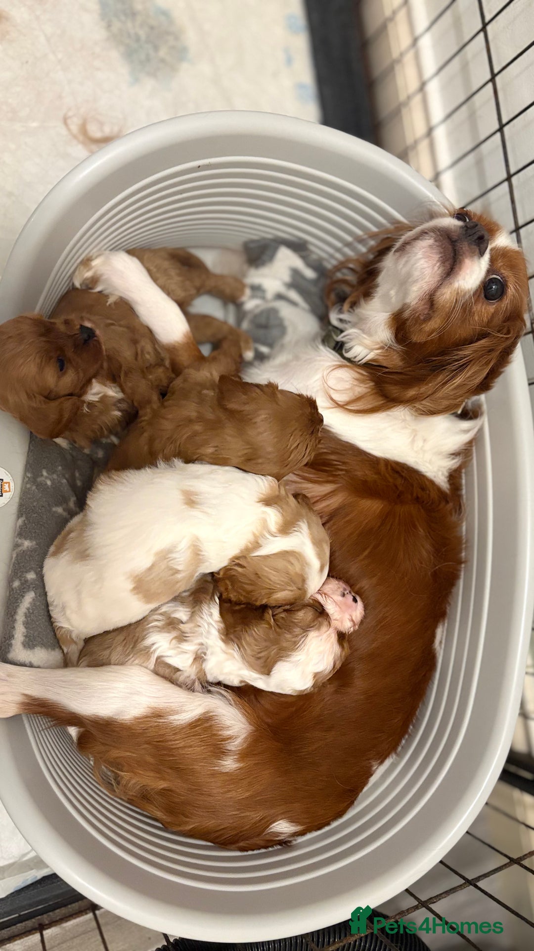 Cavapoo dogs for sale: Adorable F1b Cavapoos  - Image 3