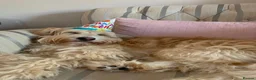 Cockapoo dogs for sale: 3 girl 2 boys May babies (July Home Time) - Advert 14