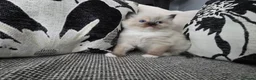 Ragdoll cats for sale: GCCF REGISTERED RAGDOLL KITTENS  - Advert 11