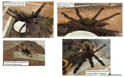 Tarantulas invertebrates for sale: Tarantula collection for sale - Image 3