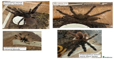 Tarantulas invertebrates - Advert 2