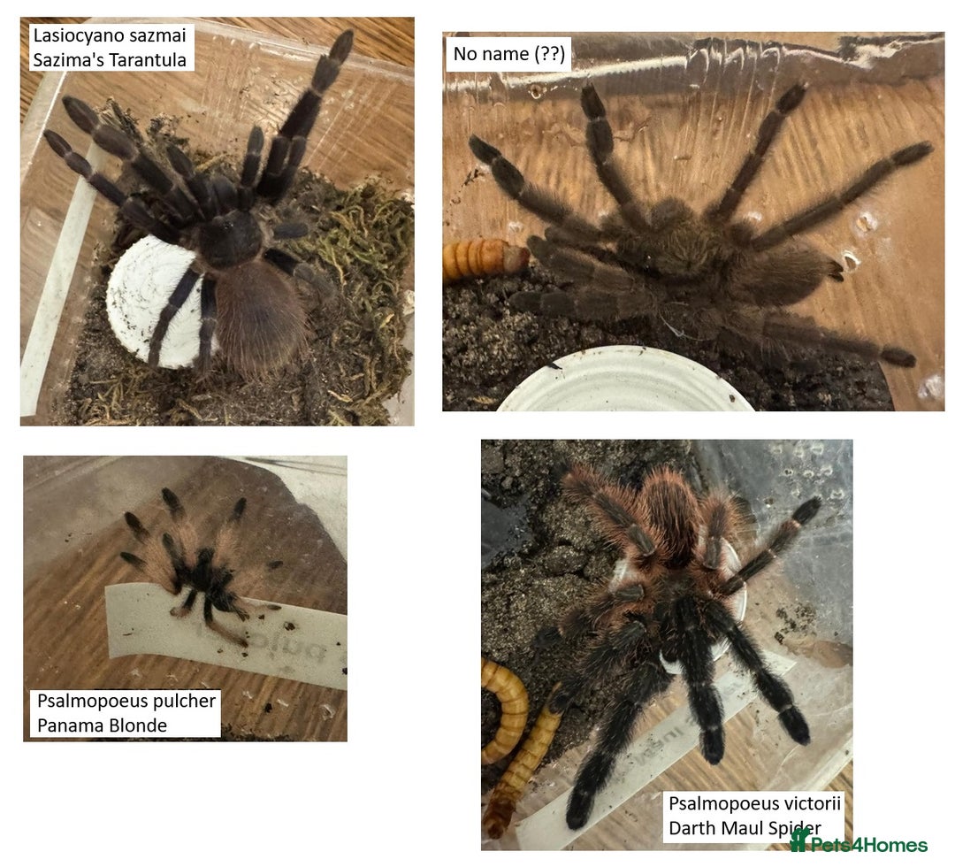 Tarantulas invertebrates for sale: Tarantula collection for sale - Image 3