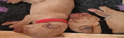 Labrador Retriever dogs for sale: Beautiful Female and Male Working Labrador Puppies - Advert 8