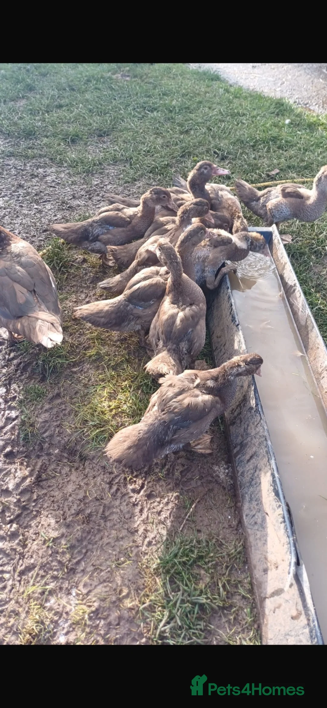 Ducks poultry for sale: Chocolate mascovy ducks in Gloucester - Advert 2