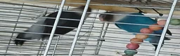 Lovebirds birds for sale: Lovebirds dna'd fischers lovebirds  - Advert 10