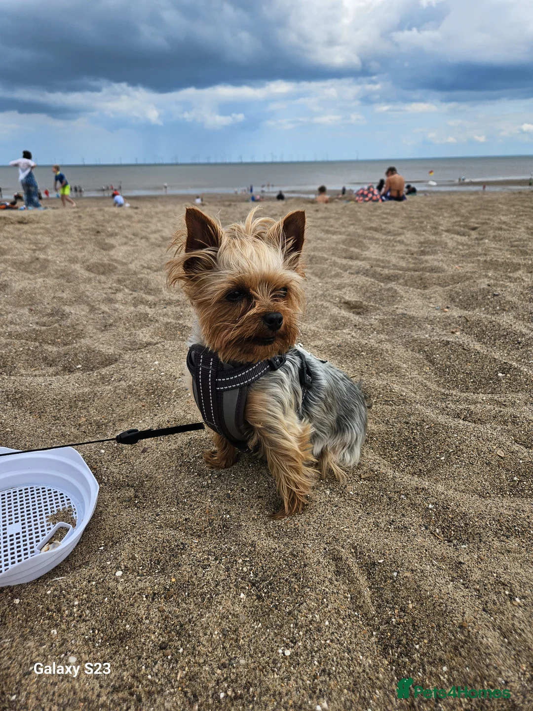 Yorkshire Terrier dogs for sale: Mini Yorkshire Terrier Puppies for Sale  in Doncaster - Advert 1