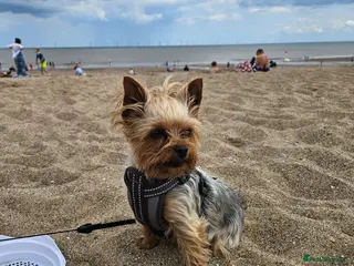 Yorkshire Terrier dogs Mini Yorkshire Terrier Puppies for Sale - Advert 3