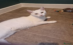 Turkish Angora cats for sale: Gorgeous white cat  - Image 2