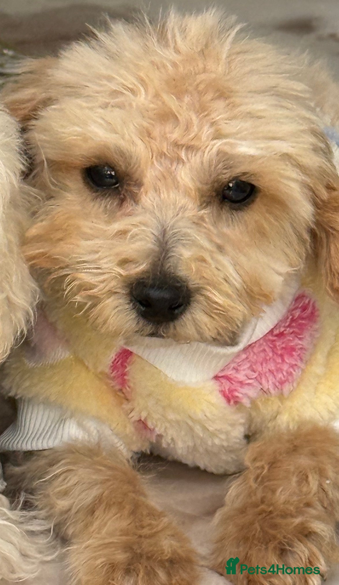 Toy Poodle dogs Asian Tiny Teddy Toy Poodles to Steal Your Heart  - Advert 2