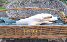 Jack Russell dogs for sale: Tremendous JRT puppies  - Image 33