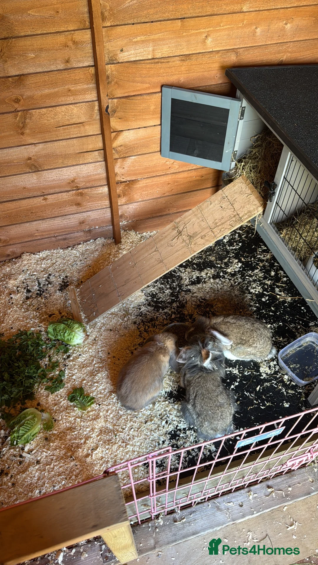 Lionhead rabbits for sale: Female lion lop  - Advert 3