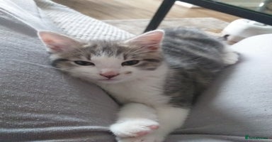 Maine Coon cats - Advert 11