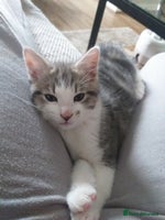 Maine Coon cats - Advert 11