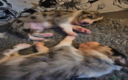 Border Collie dogs for sale: Unique blue merle border collie puppies - Image 16