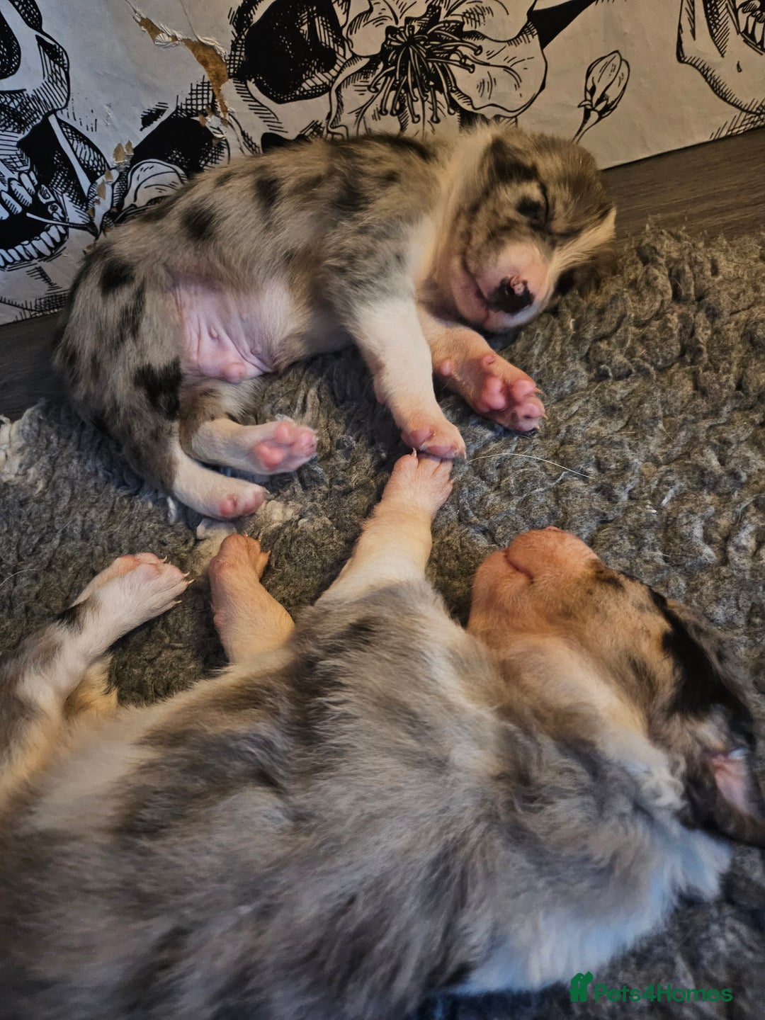 Border Collie dogs for sale: Unique blue merle border collie puppies - Image 16