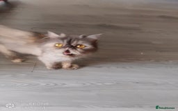 Exotic cats for sale:  Exotic British shorthair  - Image 8