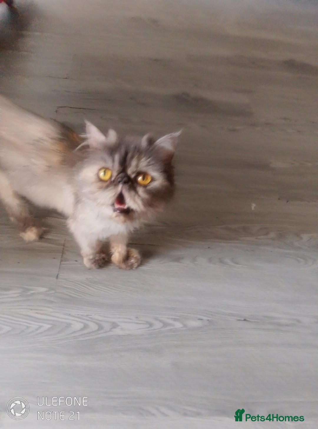Exotic cats for sale:  Exotic British shorthair  - Image 8