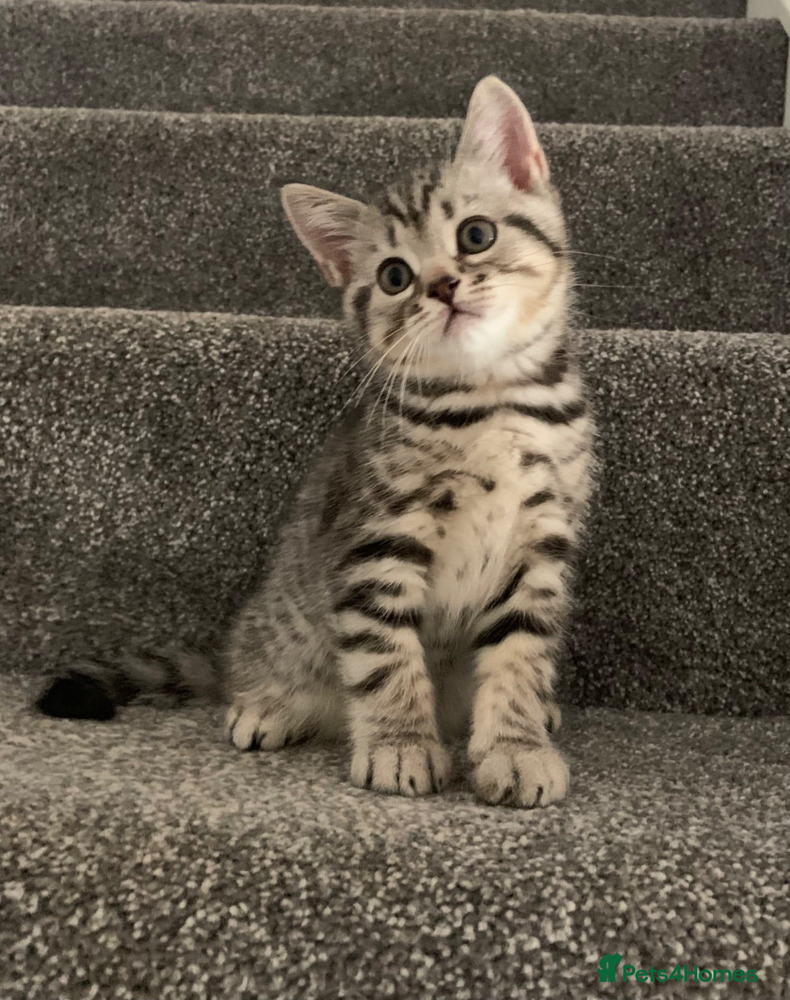 British Shorthair cats Beautiful silver spotted  tabbies - Advert 1