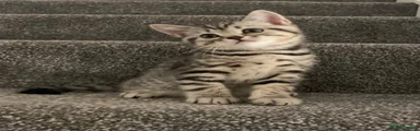 British Shorthair Kitten 1
