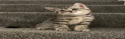 British Shorthair cats for sale: Beautiful silver spotted  tabbies - Advert 21