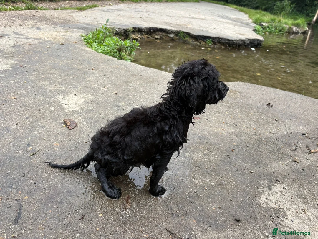 Cockapoo dogs for sale: Cockerpoo Puppy Dotty - Advert 7