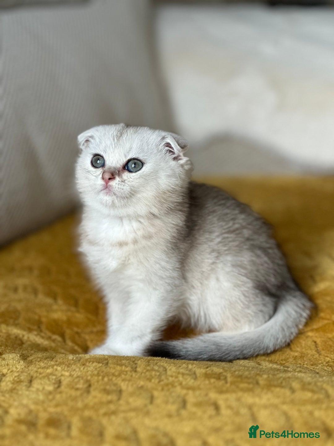 Scottish Fold cats for sale: 4 Scottish Silver Chinchilla Kittens  - Image 11