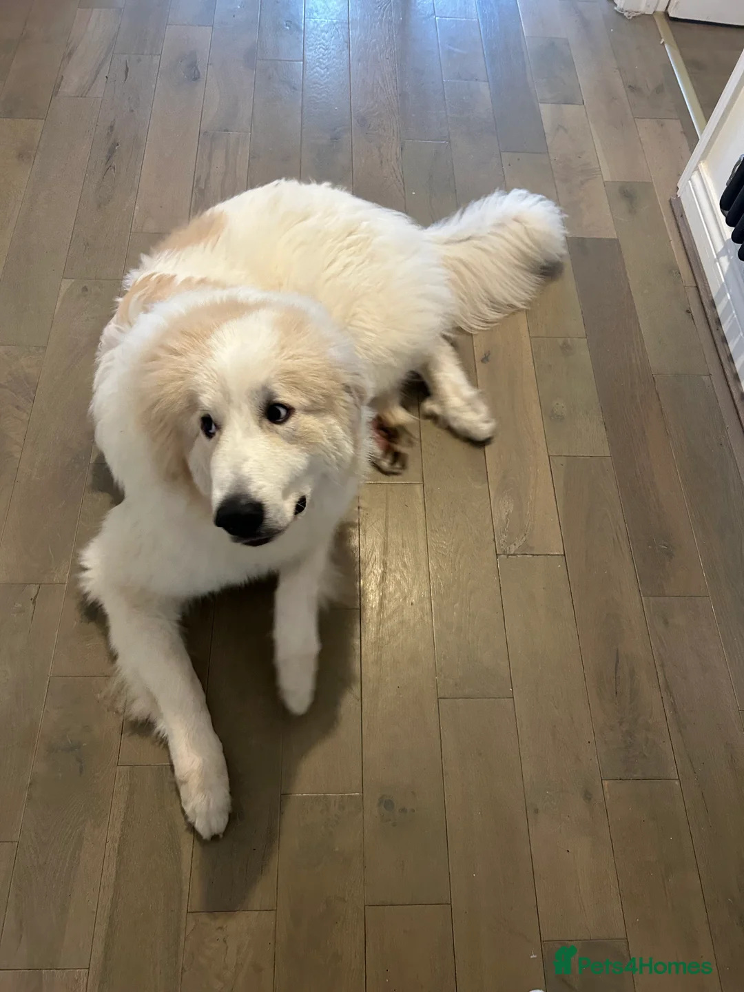 Pyrenean Mountain Dog dogs for sale: 9 Months Old Pyrenees - Advert 2