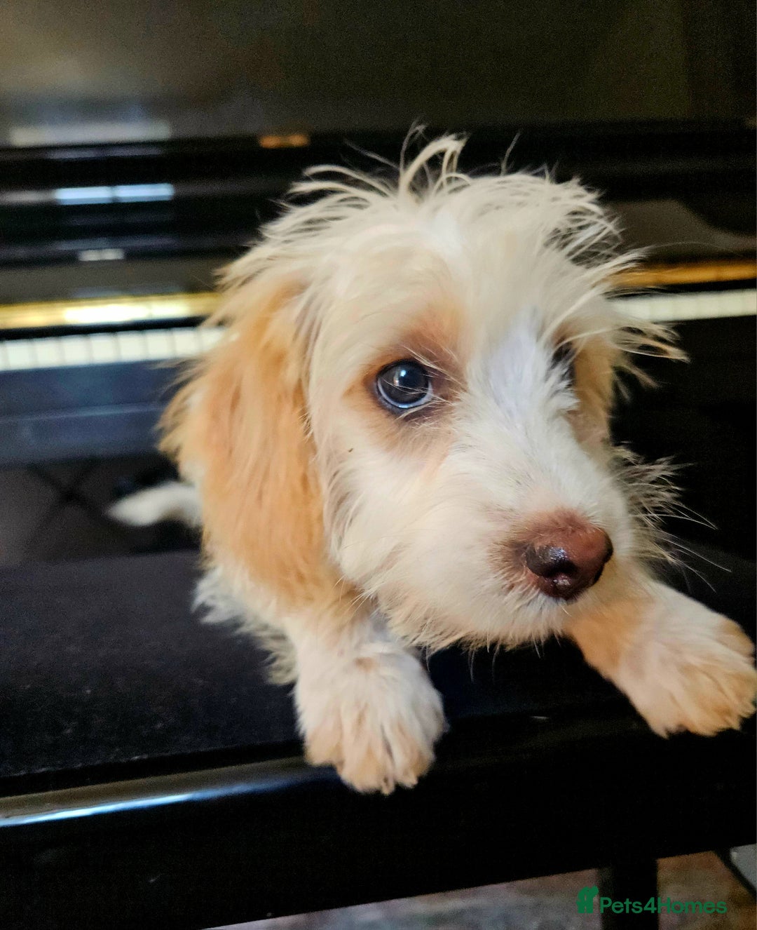 Cockapoo dogs for sale: ALL NOW RESERVED  - Image 1