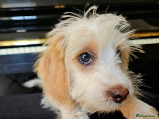 Cockapoo dogs - Advert 18