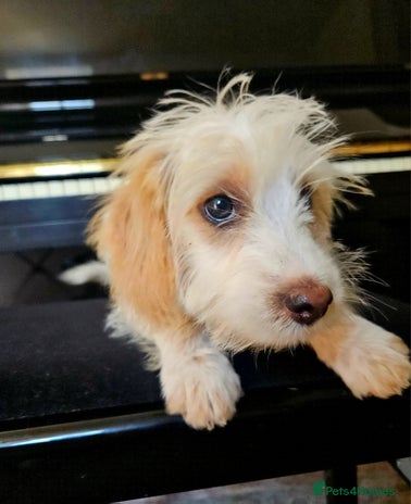 Cockapoo dogs - Advert 13