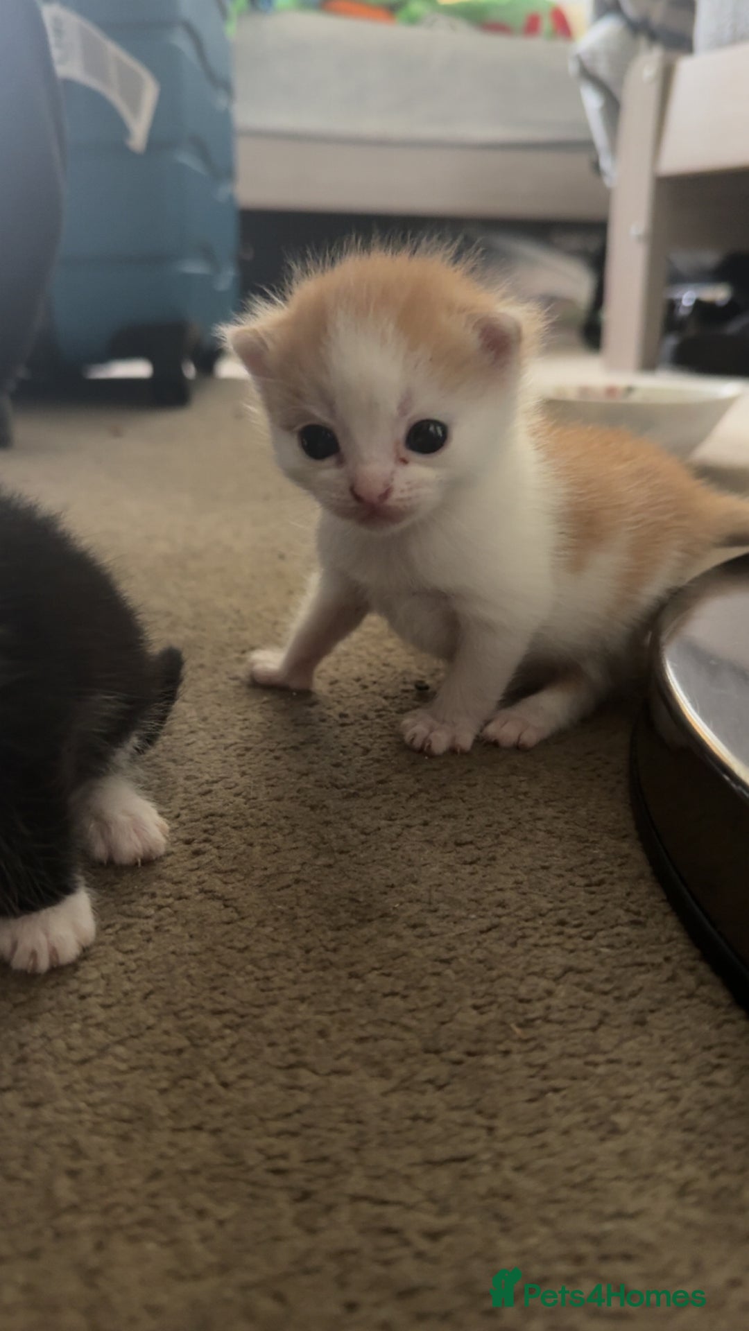 Mixed Breed cats for sale: Adorable kittens looking for their forever home  - Image 9