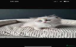 Ragdoll cats for sale: Ready To Leave Gorgeous Male  - Image 4