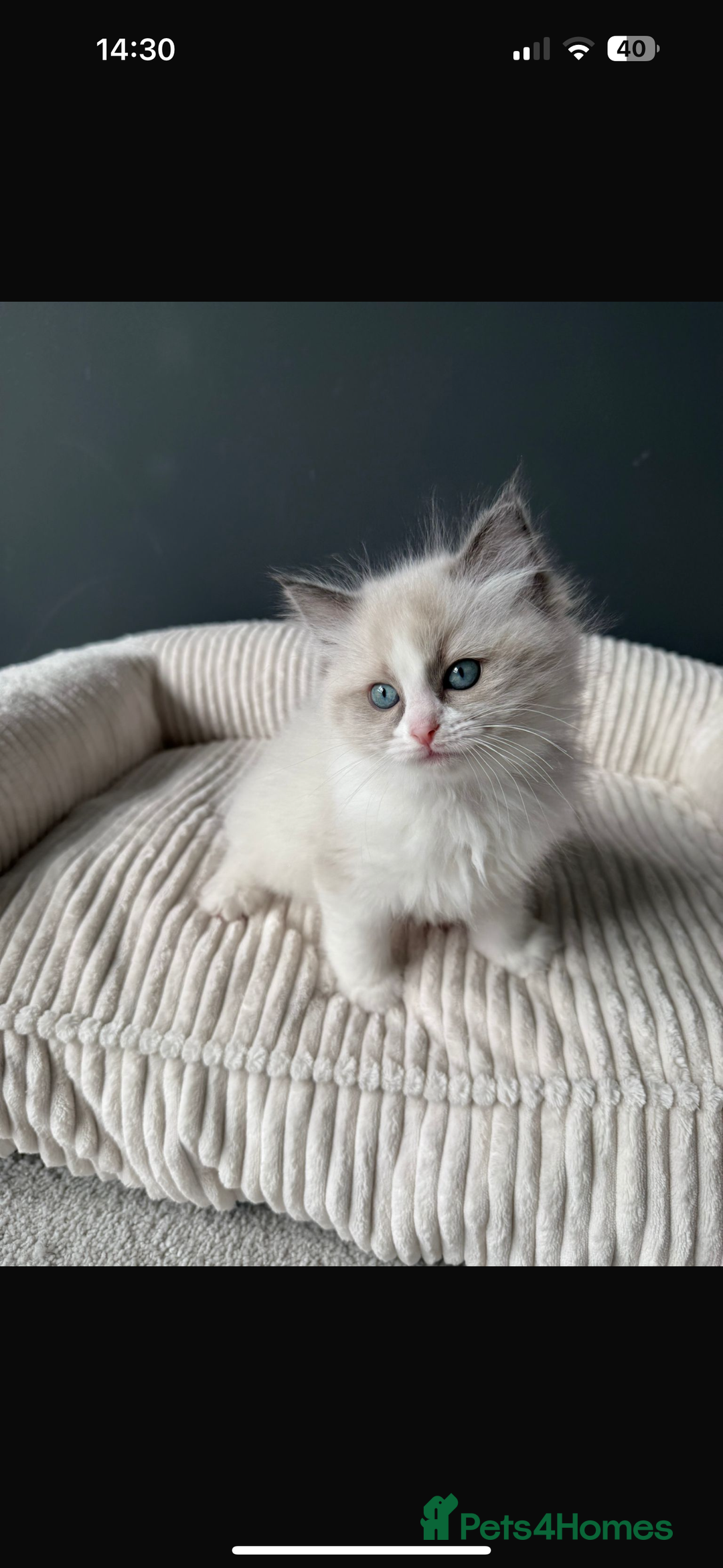 Ragdoll cats for sale: Ready To Leave Gorgeous Male  - Image 4