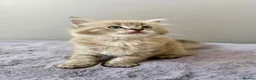 Ragdoll cats for sale: TICA registered cherubim ragdoll kittens - Advert 6