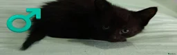 Mixed Breed cats for sale: Beautiful kittens £80 each  - Advert 5