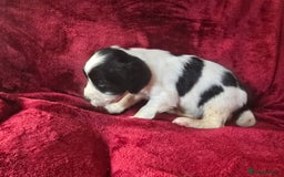 English Springer Spaniel dogs for sale: ⭐️ Ready Stunning KC DNA Vetted, home Ess Pups ⭐️ - Image 37