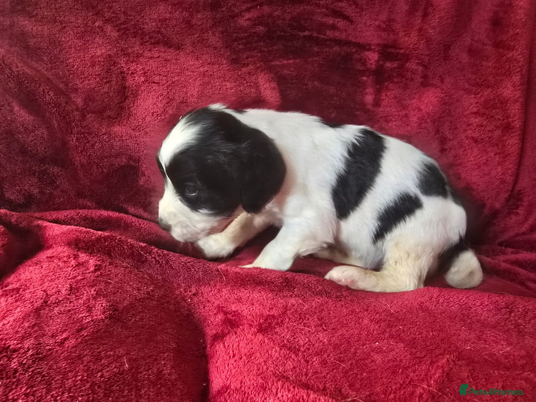 English Springer Spaniel dogs for sale: ⭐️ Ready Stunning KC DNA Vetted, home Ess Pups ⭐️ - Image 37