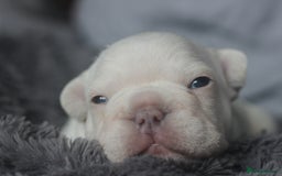 French Bulldog dogs for sale: Stunning French bulldog puppies  - Advert 26