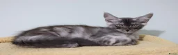 Maine Coon cats for sale: Maine Coons ready now - Advert 12