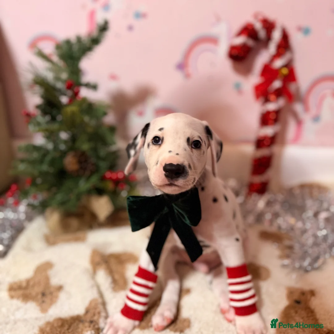 Dalmatian dogs for sale: 🐾Our Last Boy looking for forever home 🐶 💙 - Advert 31