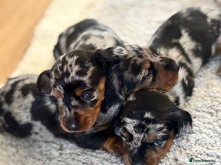 Dachshund dogs dogs - Advert 1