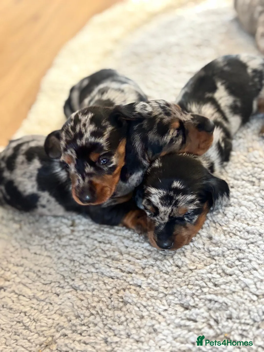 Dachshund dogs for sale: dogs  - Advert 1