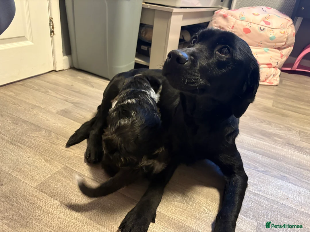 Labradoodle dogs for sale: Female F1 merle labradoodle  - Advert 11