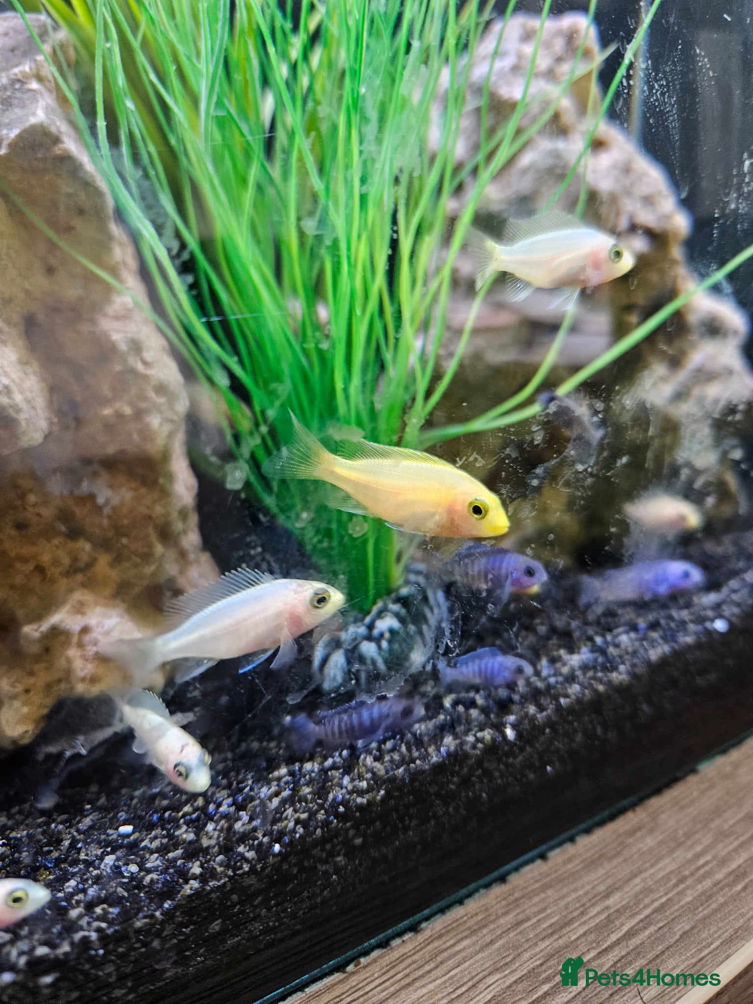 Cichlids fish BLUE ZEBRA CICHLIDS  - Advert 12