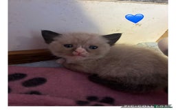 Mixed Breed cats for sale: Mixed breed British short haired kittens  - Image 3
