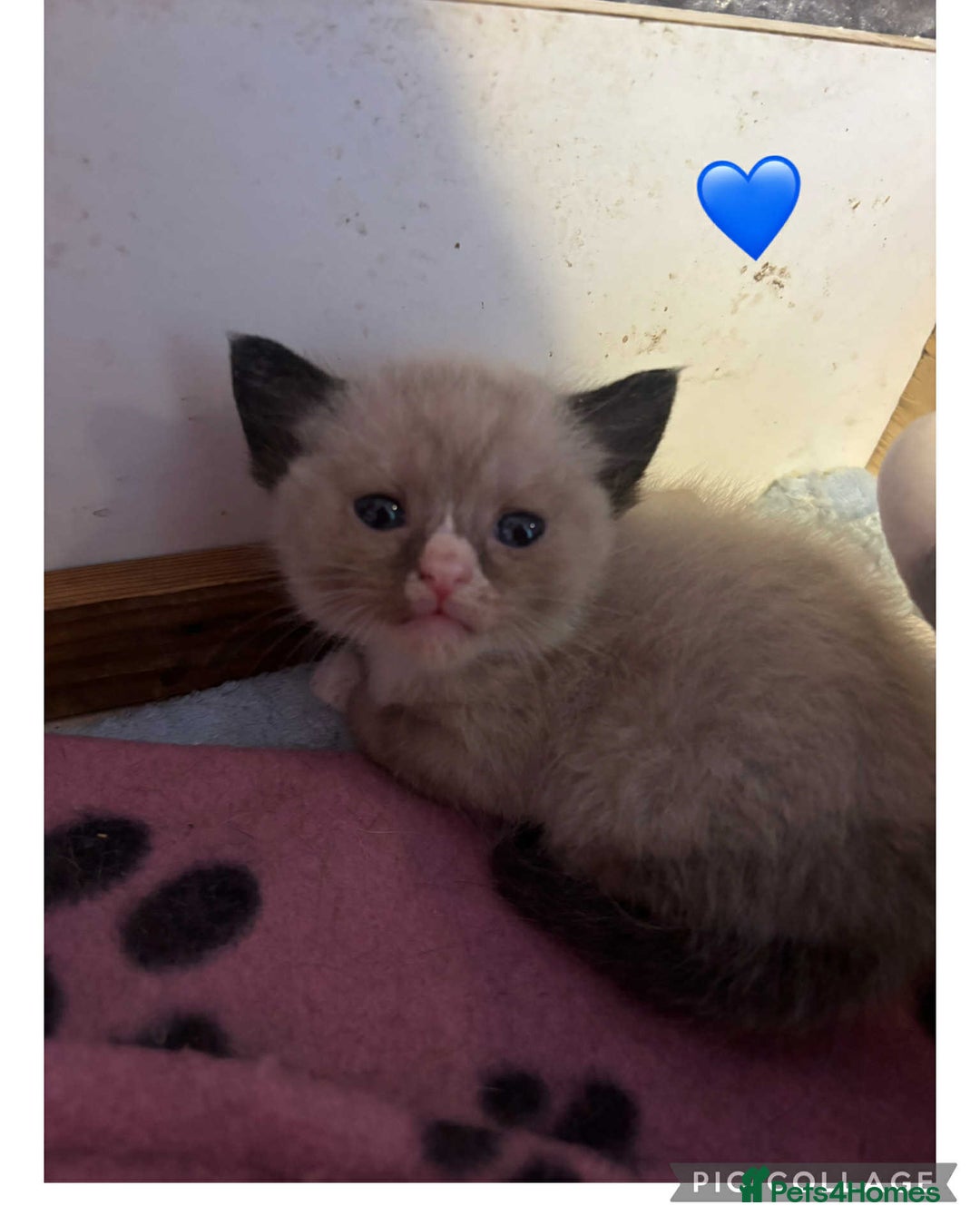 Mixed Breed cats for sale: Mixed breed British short haired kittens  - Image 3