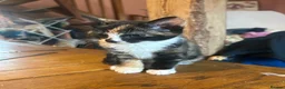 Mixed Breed cats for sale: Gorgeous Ginger, black & white female kitten in Clynderwen - Advert 4