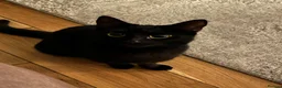 Mixed Breed cats for sale: 6 beautiful kitties ready to go to new homes  in Hereford - Advert 1